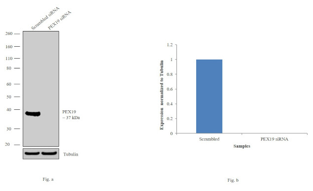 PEX19 Antibody