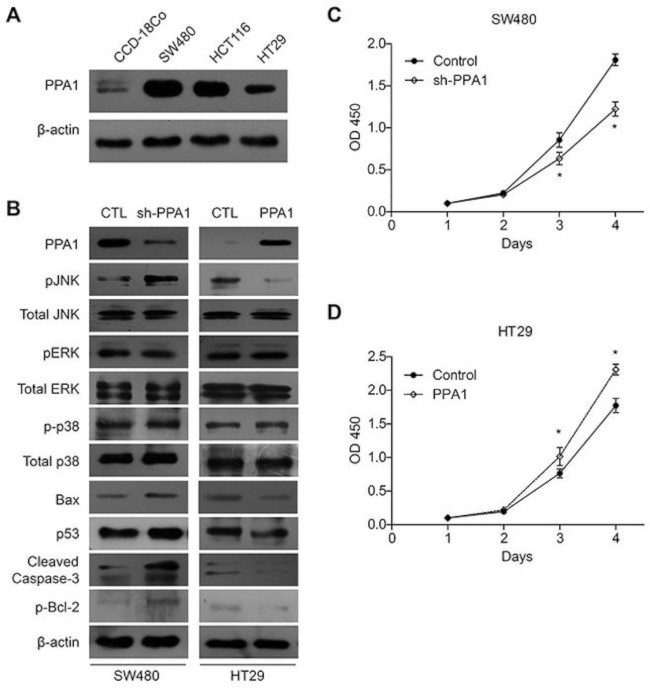 PPA1 Antibody in Western Blot (WB)