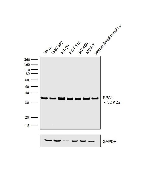 PPA1 Antibody in Western Blot (WB)