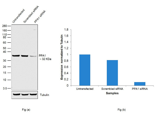 PPA1 Antibody