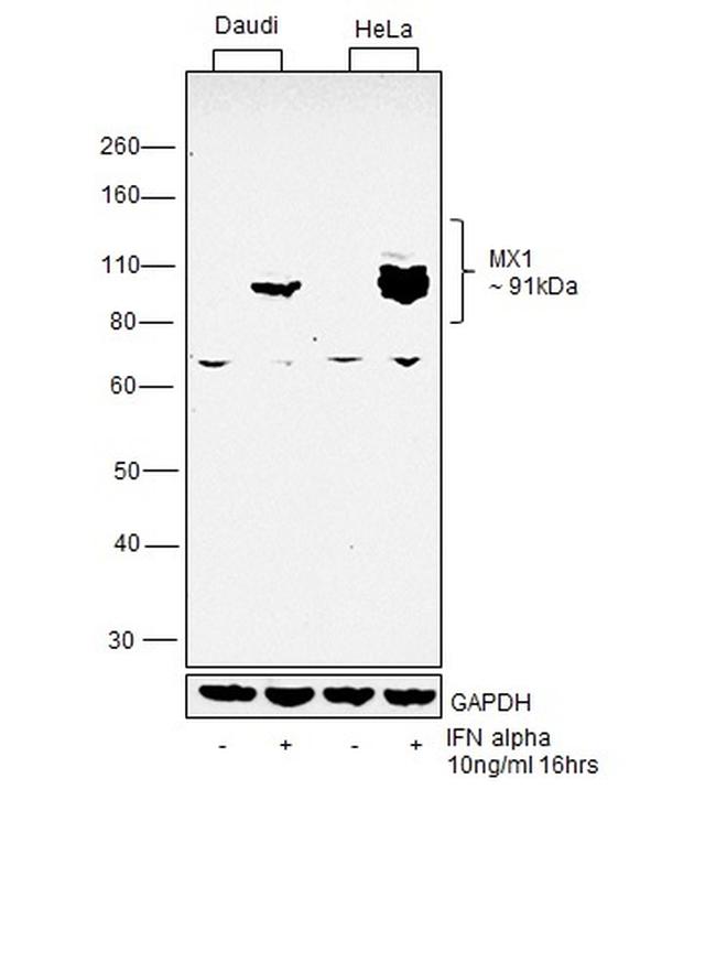 MX1 Antibody