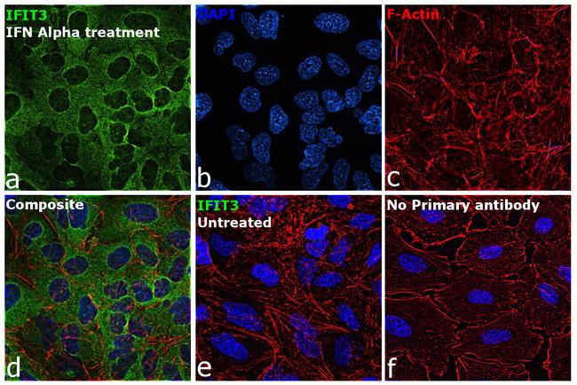 IFIT3 Antibody