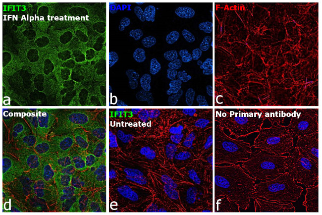 IFIT3 Antibody in Immunocytochemistry (ICC/IF)