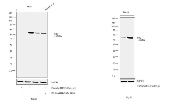 IFIT3 Antibody in Western Blot (WB)