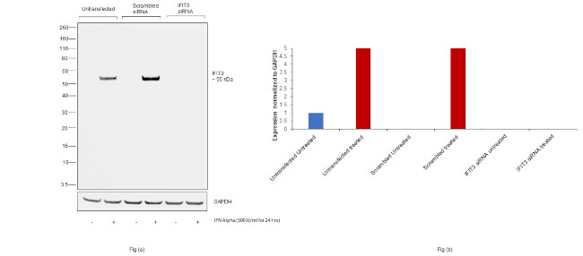 IFIT3 Antibody