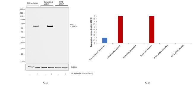 IFIT3 Antibody in Western Blot (WB)