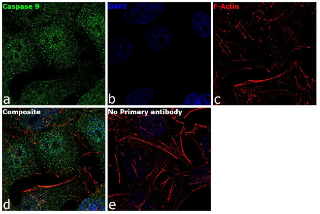 Caspase 9 Antibody in Immunocytochemistry (ICC/IF)