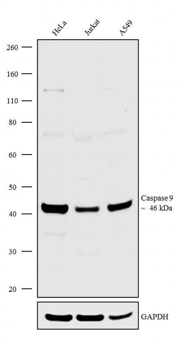 Caspase 9 Antibody in Western Blot (WB)