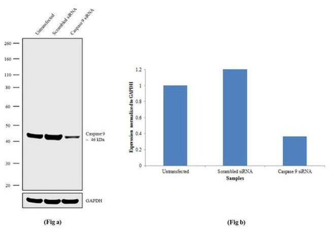 Caspase 9 Antibody in Western Blot (WB)