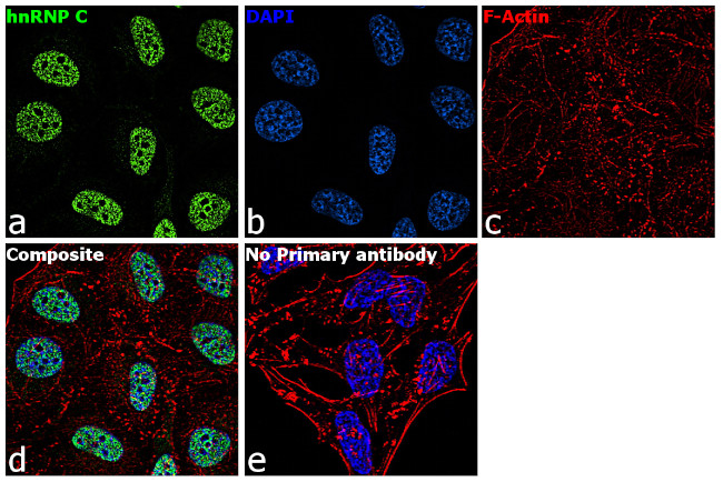 hnRNP C Antibody in Immunocytochemistry (ICC/IF)