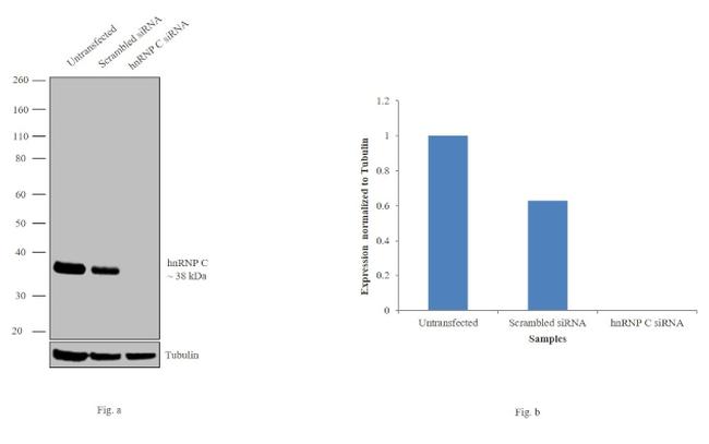 hnRNP C Antibody in Western Blot (WB)