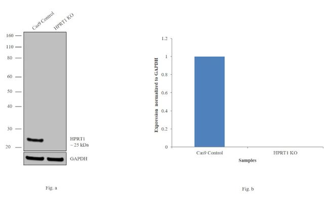 HPRT1 Antibody in Western Blot (WB)