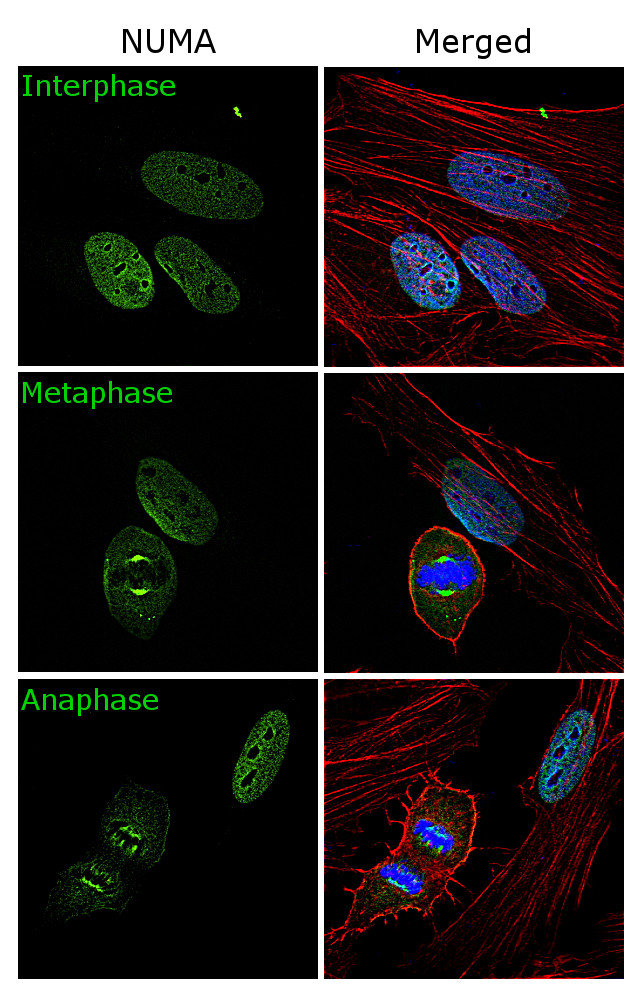 NuMA Antibody