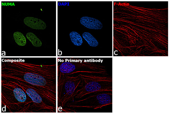 NuMA Antibody in Immunocytochemistry (ICC/IF)