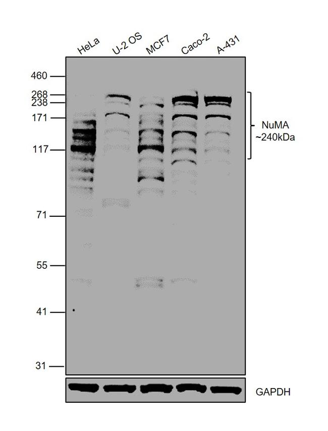 NuMA Antibody in Western Blot (WB)