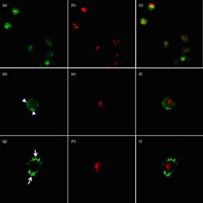 TRIM21 Antibody in Immunocytochemistry (ICC/IF)