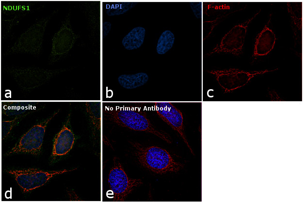 NDUFS1 Antibody in Immunocytochemistry (ICC/IF)