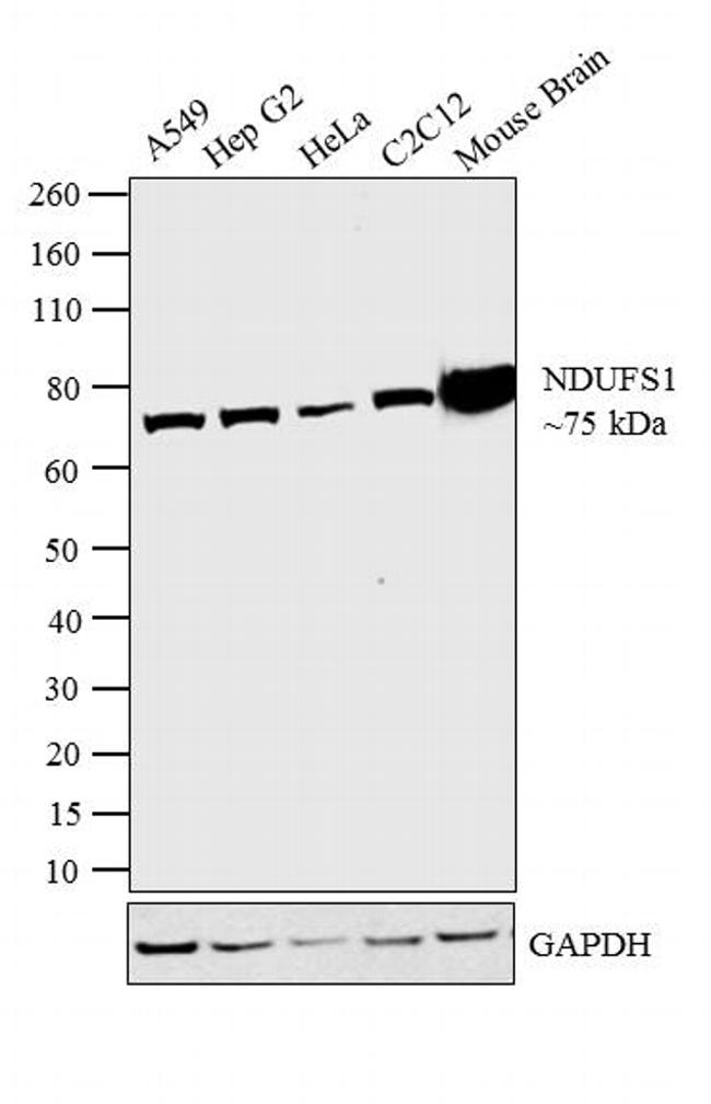 NDUFS1 Antibody in Western Blot (WB)