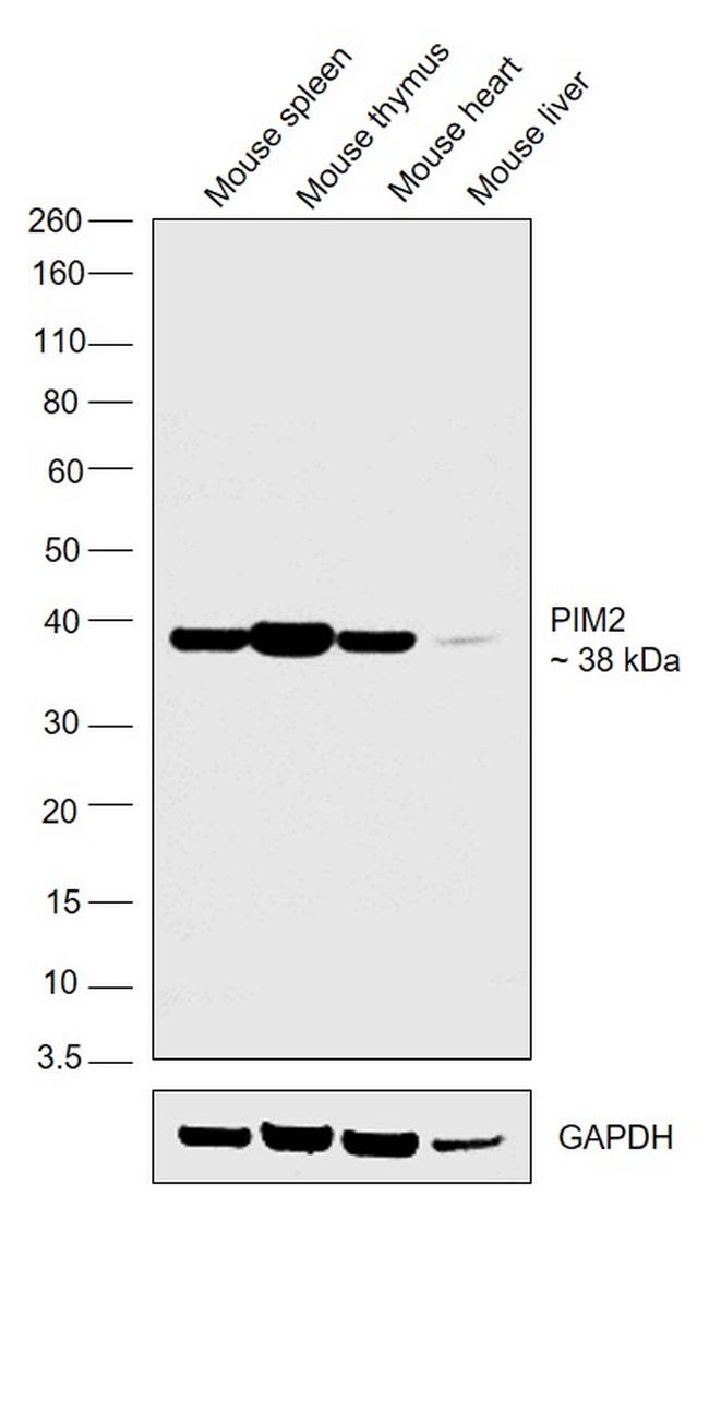 PIM2 Antibody in Western Blot (WB)