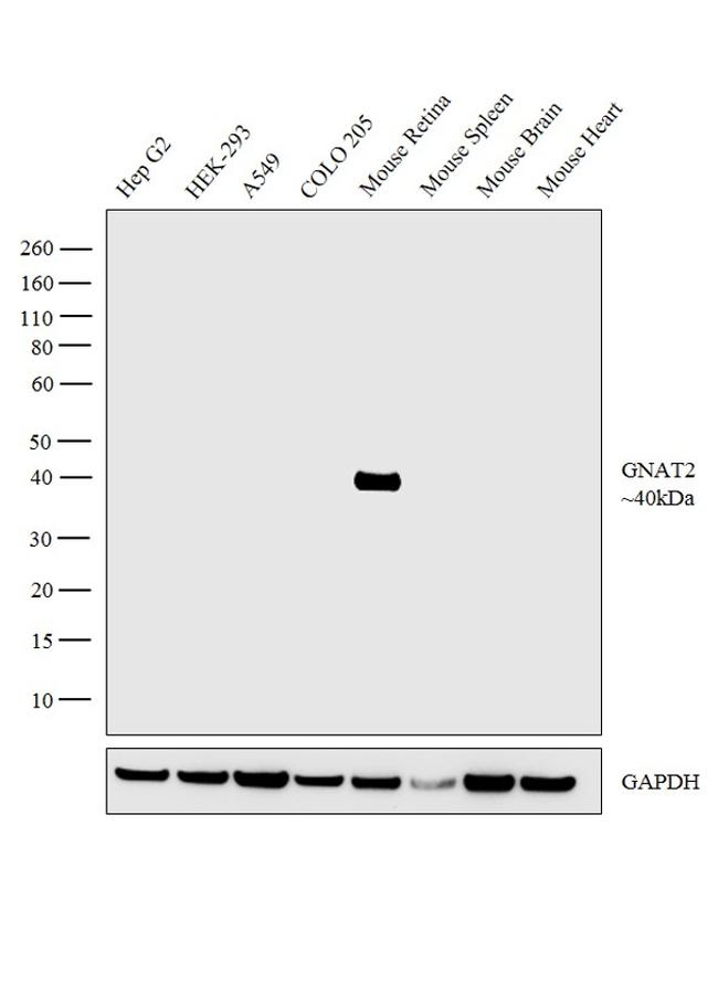GNAT2 Antibody in Western Blot (WB)