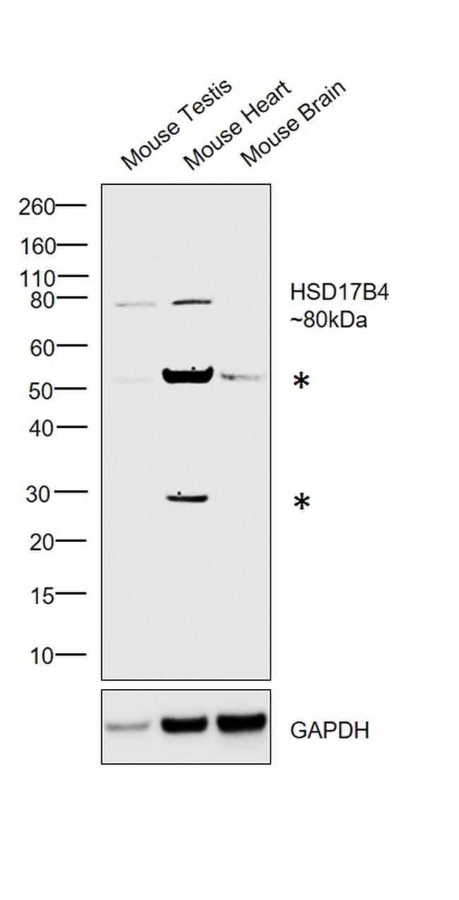 HSD17B4 Antibody in Western Blot (WB)