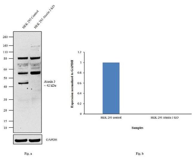 Ataxin 3 Antibody in Western Blot (WB)