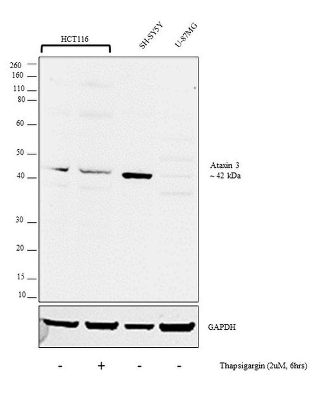 Ataxin 3 Antibody in Western Blot (WB)