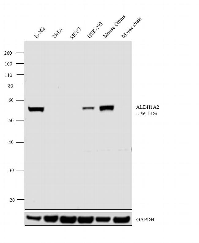 ALDH1A2 Antibody in Western Blot (WB)