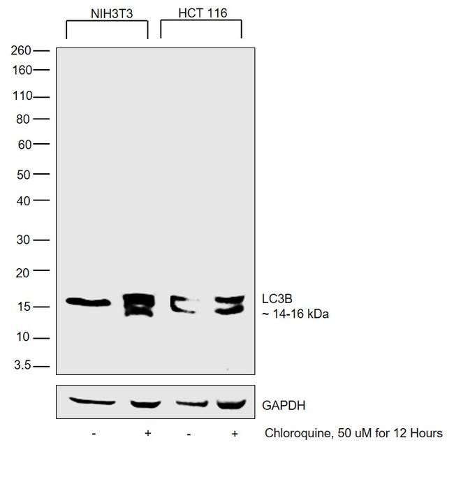 LC3A/LC3B Antibody