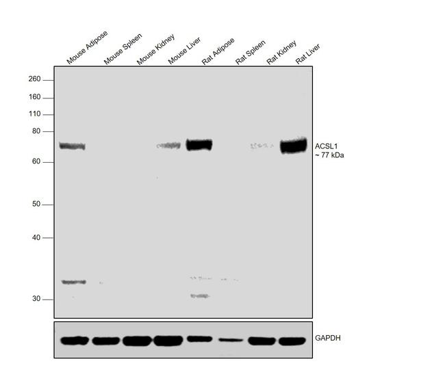 ACSL1 Antibody in Western Blot (WB)