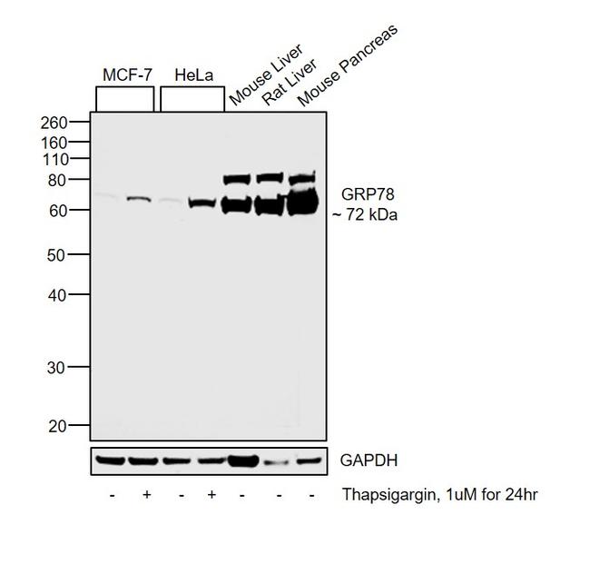 GRP78 Antibody