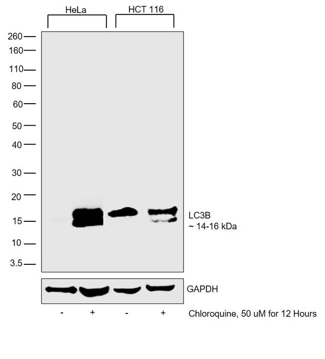 LC3B Antibody in Western Blot (WB)