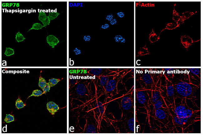 GRP78 Antibody in Immunocytochemistry (ICC/IF)