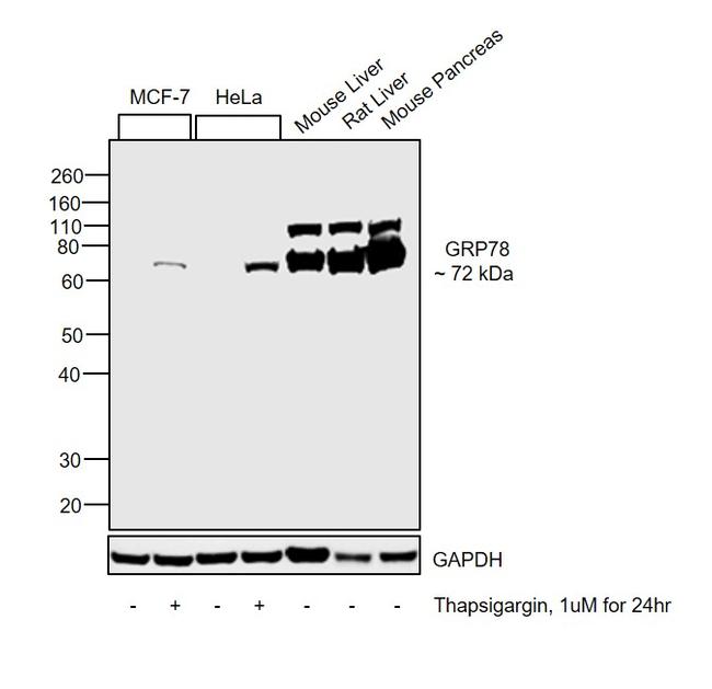 GRP78 Antibody in Western Blot (WB)