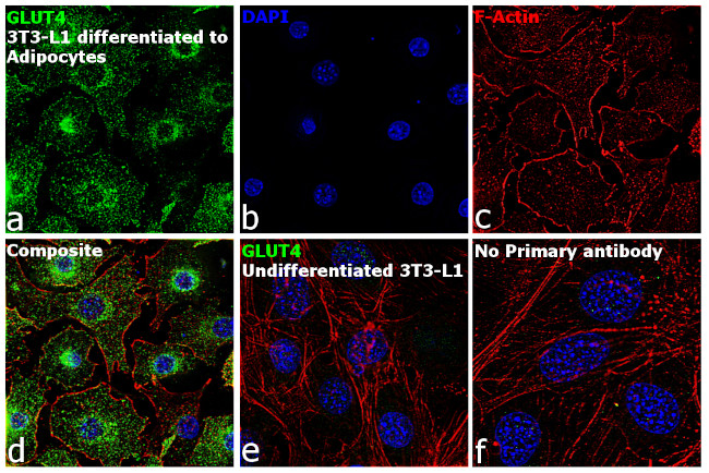 GLUT4 Antibody