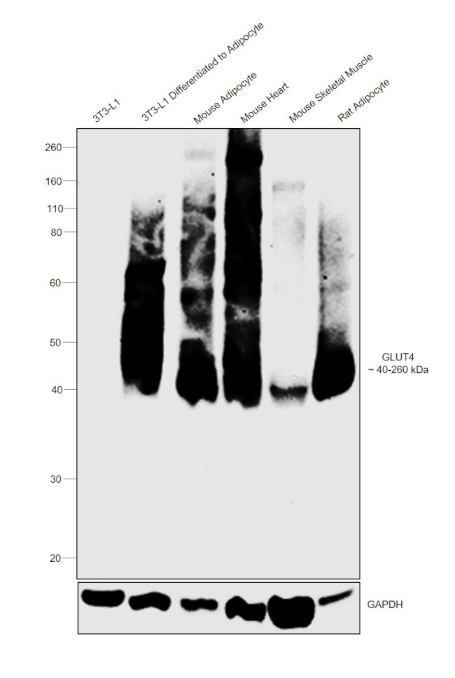 GLUT4 Antibody