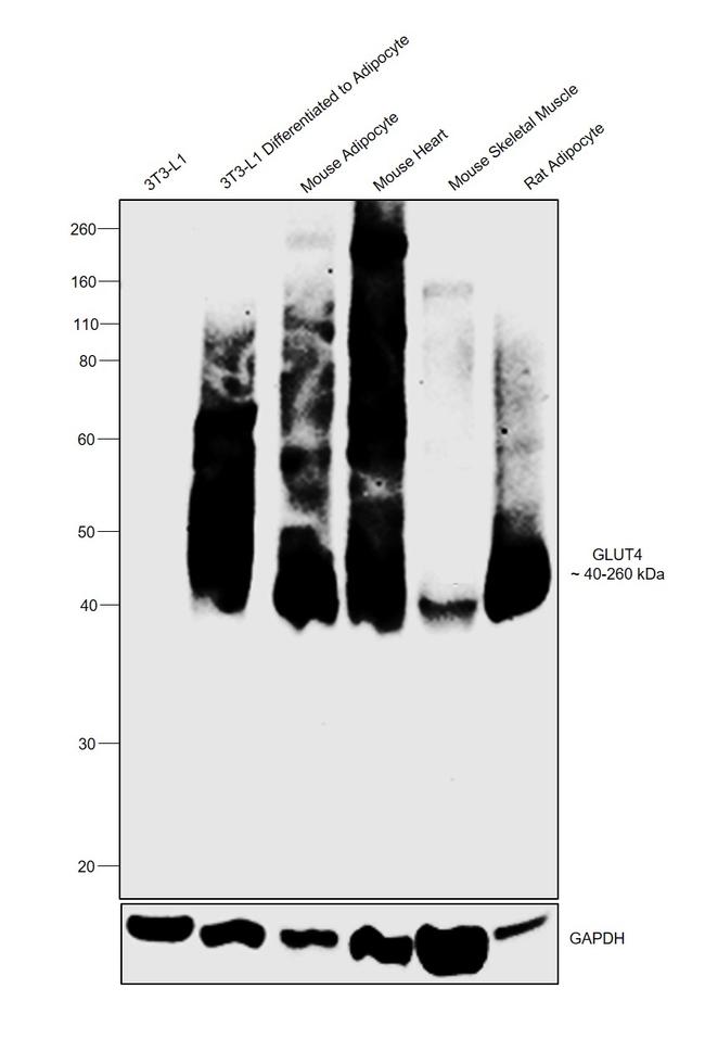 GLUT4 Antibody in Western Blot (WB)