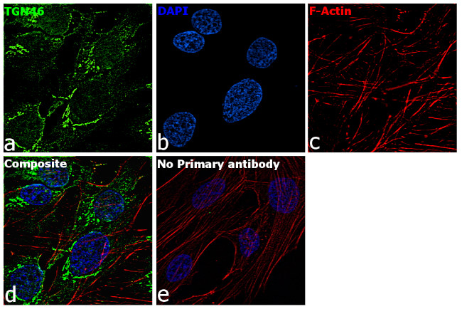 TGN46 Antibody in Immunocytochemistry (ICC/IF)