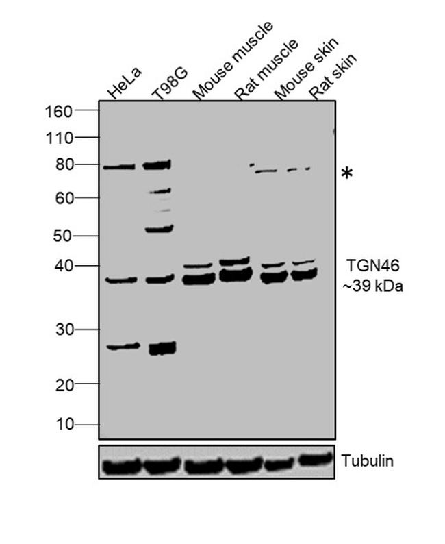 TGN46 Antibody in Western Blot (WB)