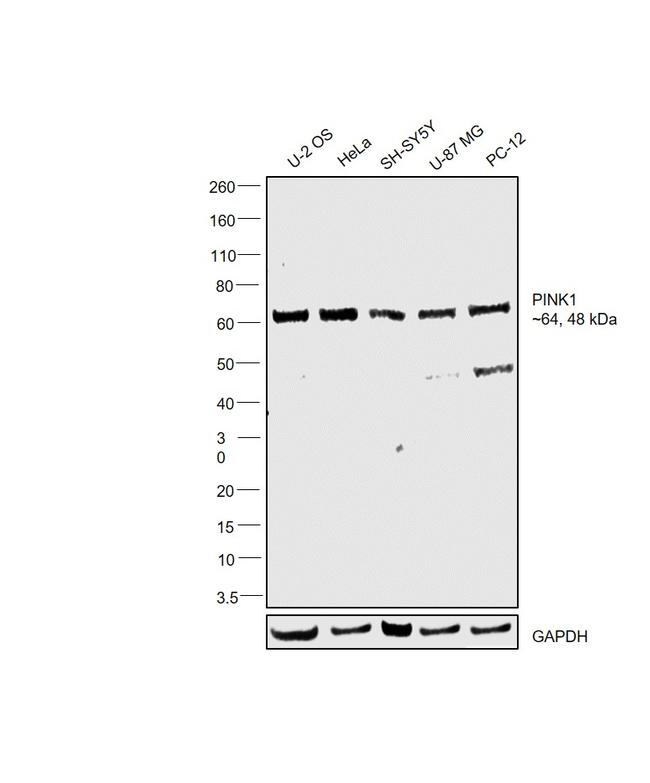 PINK1 Antibody in Western Blot (WB)