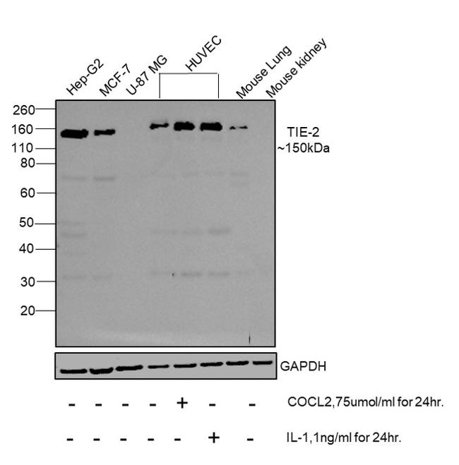 TEK Antibody