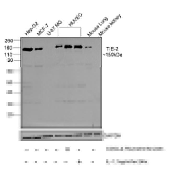 TEK Antibody in Western Blot (WB)