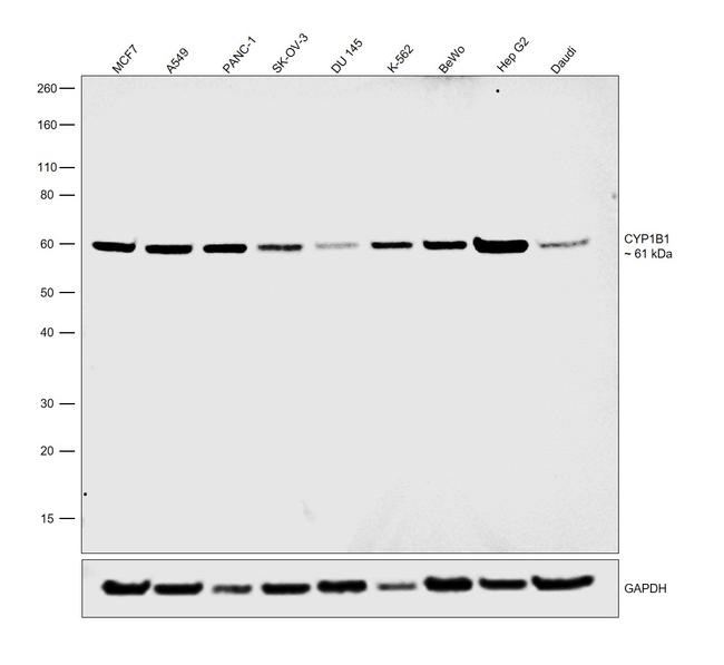 CYP1B1 Antibody in Western Blot (WB)