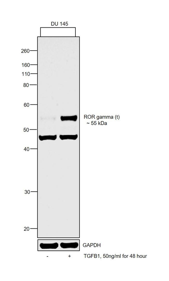 ROR gamma Antibody in Western Blot (WB)