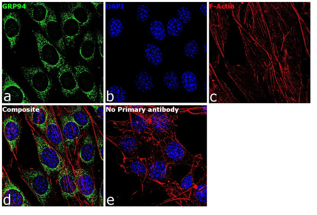 GRP94 Antibody in Immunocytochemistry (ICC/IF)