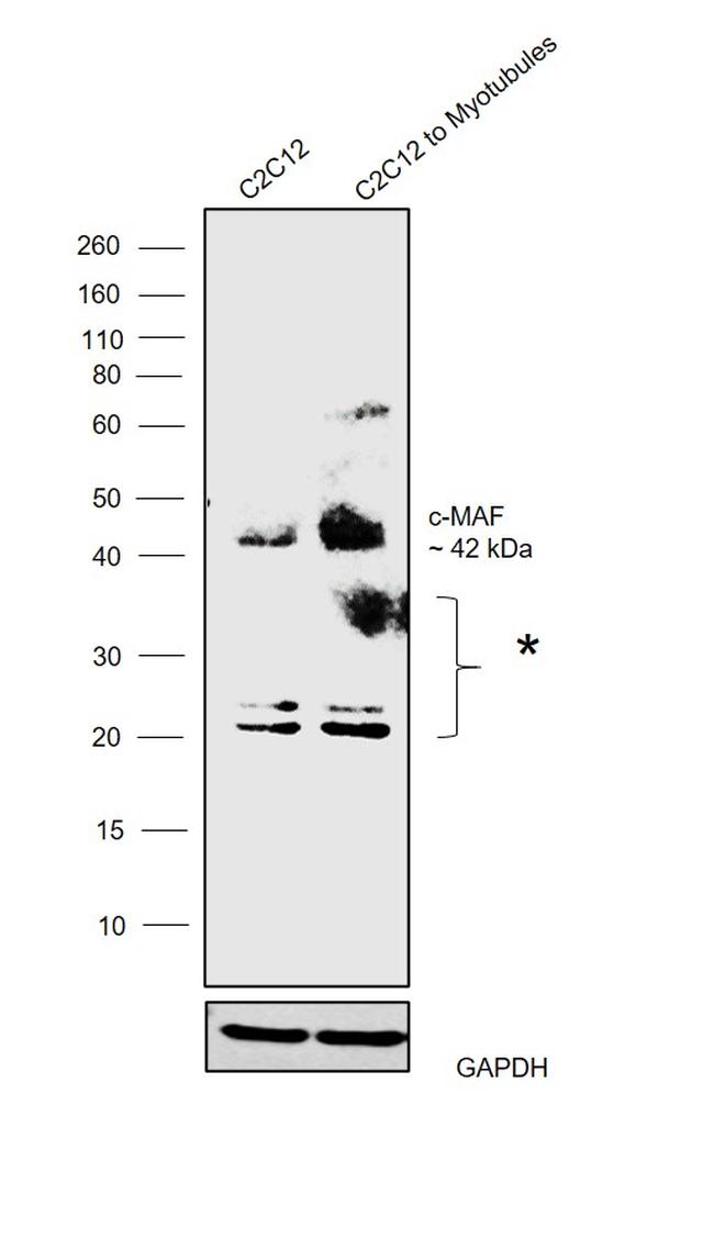 c-MAF Antibody in Western Blot (WB)