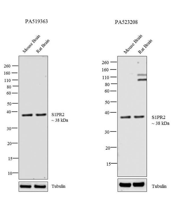 S1PR2 Antibody