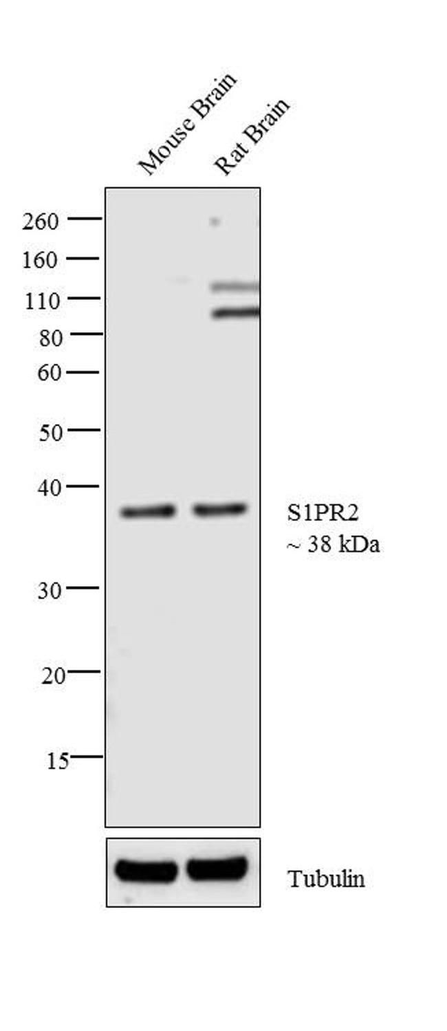 S1PR2 Antibody in Western Blot (WB)