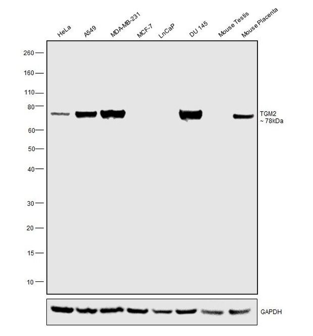 TGM2 Antibody