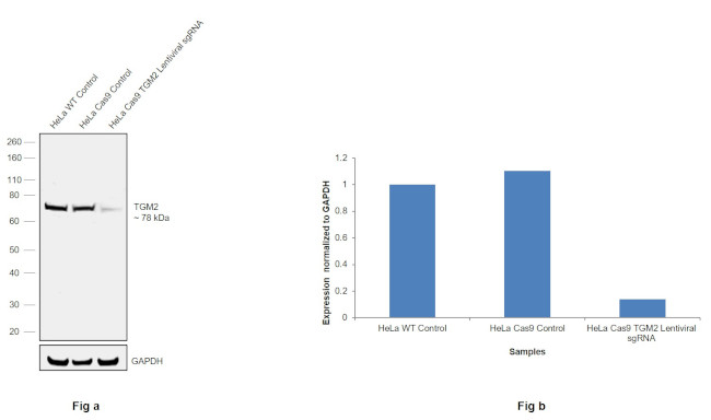 TGM2 Antibody